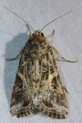 Spodoptera praefica