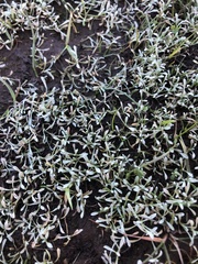 Hesperevax sparsiflora