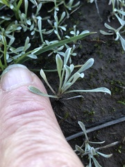 Hesperevax sparsiflora