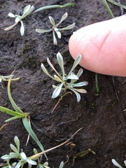 Hesperevax sparsiflora
