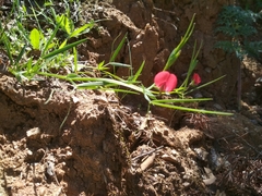 Lathyrus sphaericus