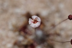 Drosera occidentalis
