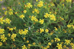 Senecio spanomerus