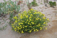 Senecio spanomerus
