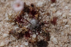 Drosera occidentalis