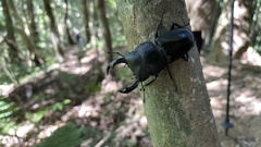 Dorcus schenklingi