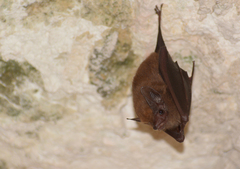 Peropteryx