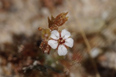 Drosera nitidula