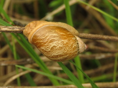 Plekocheilus succineoides