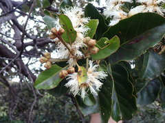 Arillastrum gummiferum