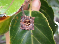 Arillastrum gummiferum