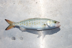Arripis truttacea