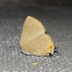 Lamprospilus orcidia