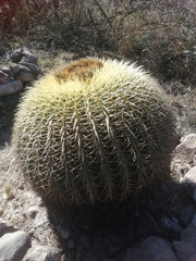 Kroenleinia grusonii