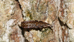 Pyractomena borealis