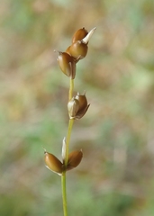 Carex disperma