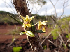 Dendrobium ngoyense