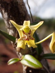 Dendrobium ngoyense