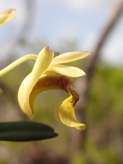 Dendrobium ngoyense