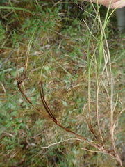 Carex disperma