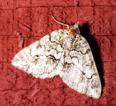 Macaria graphidaria