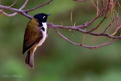 Melithreptus affinis