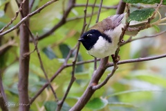 Melithreptus affinis