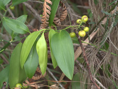 Geitonoplesium cymosum