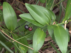 Geitonoplesium cymosum