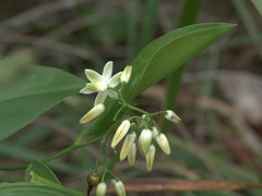 Geitonoplesium cymosum