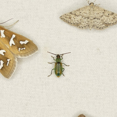 Diabrotica longicornis