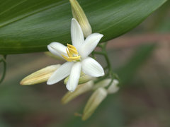 Geitonoplesium cymosum