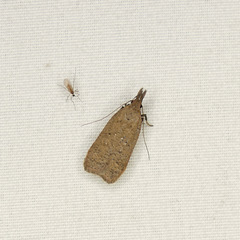 Dichomeris ventrellus