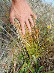 Carex testacea