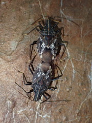 Polycarmes punctatissimus