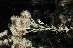 Ericameria pinifolia