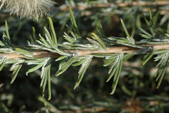 Ericameria pinifolia