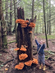 Laetiporus huroniensis