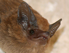 Peropteryx