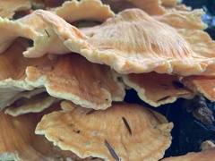 Laetiporus huroniensis