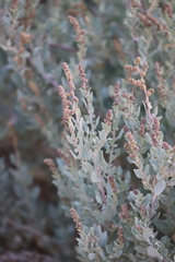 Atriplex cinerea