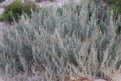 Atriplex cinerea