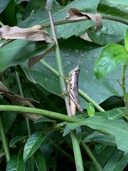 Pseudoxya