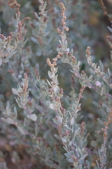 Atriplex cinerea