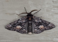 Phaeoura mexicanaria