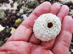 Echinometra lucunter