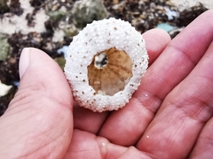 Echinometra lucunter