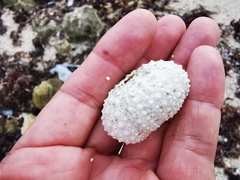 Echinometra lucunter