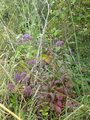 Trachelium caeruleum