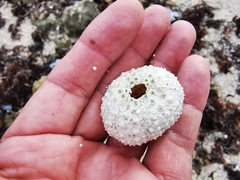 Echinometra lucunter